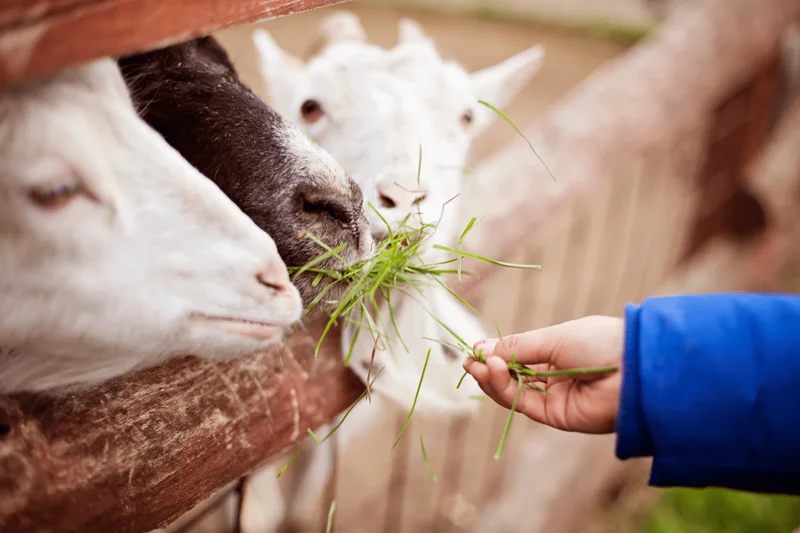 Kinderboerderij Terneuzen
